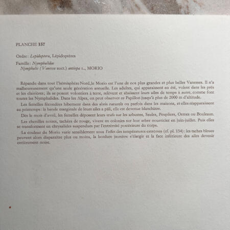 Репродукция насекомые, набор 2 листа Hamburg 1961 27х19см n18