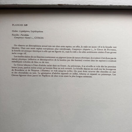 Репродукция насекомые, набор 2 листа Hamburg 1961 27х19см n18