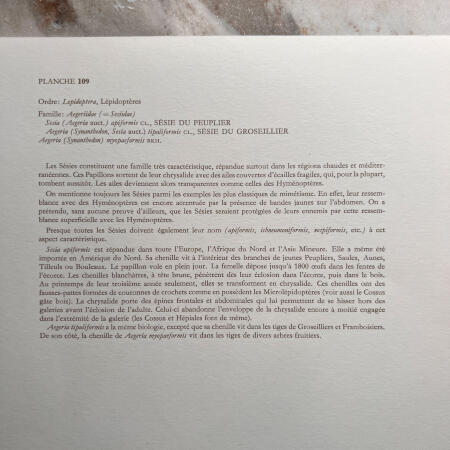 Репродукция насекомые, набор 2 листа Hamburg 1961 27х19см n19