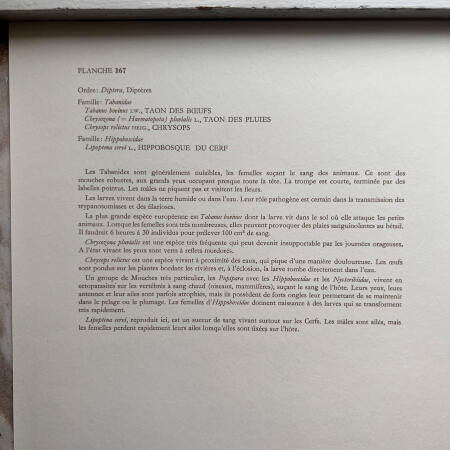 Репродукция насекомые, набор 2 листа Hamburg 1961 27х19см n20