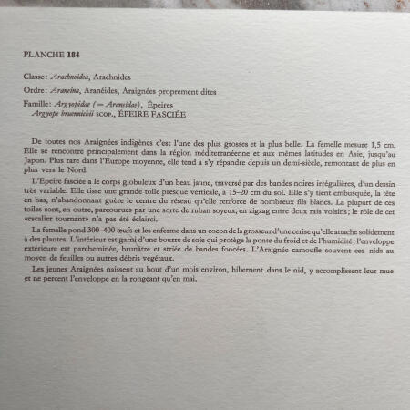 Репродукция насекомые, набор 2 листа Hamburg 1961 27х19см n22