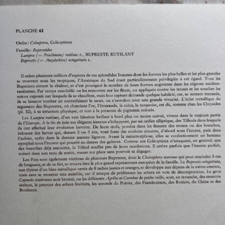 Репродукция насекомые, набор 2 листа Hamburg 1961 27х19см n25